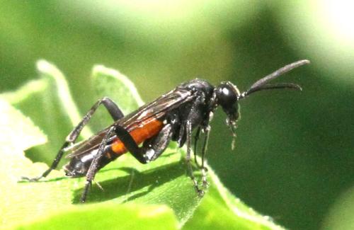 Réf. 343 494 : Macrophya annulata